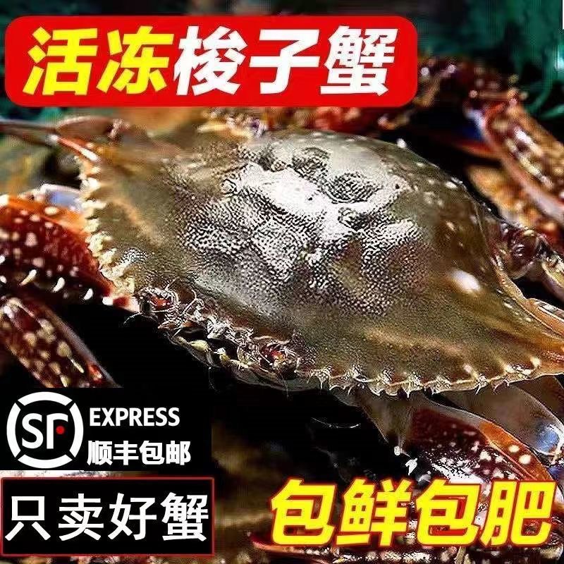 舟山海捕梭子蟹 肉母蟹 净重6斤/箱 3-4两/只【冻蟹】顺丰冷链发货