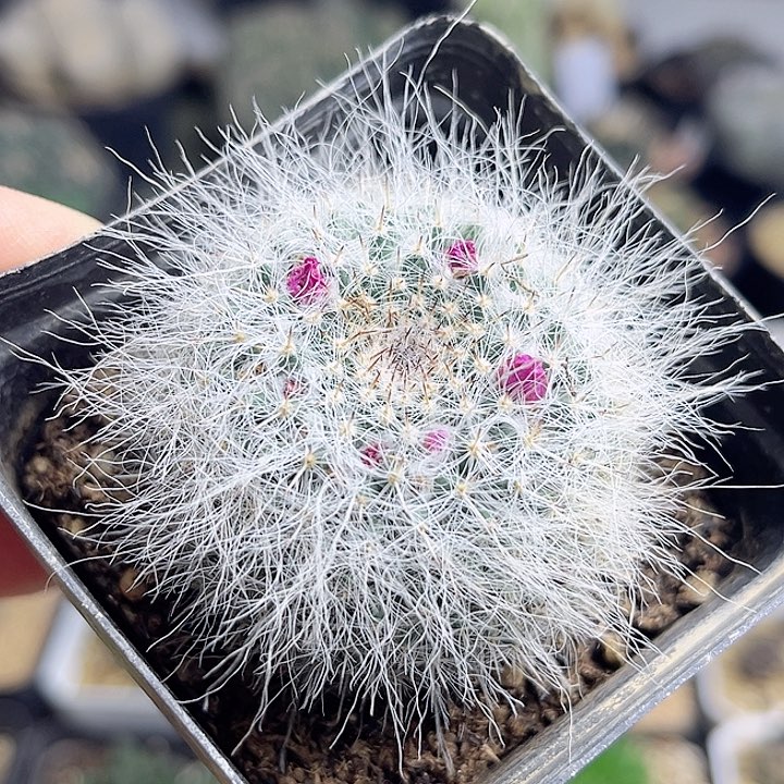 雪猿玉翁实生球4公分