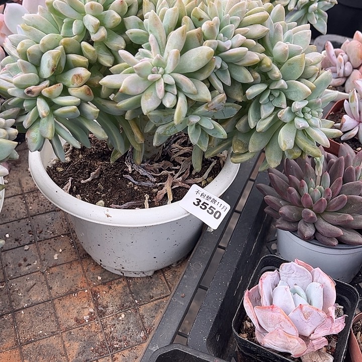 阿雅园艺。        3550淡雪缀