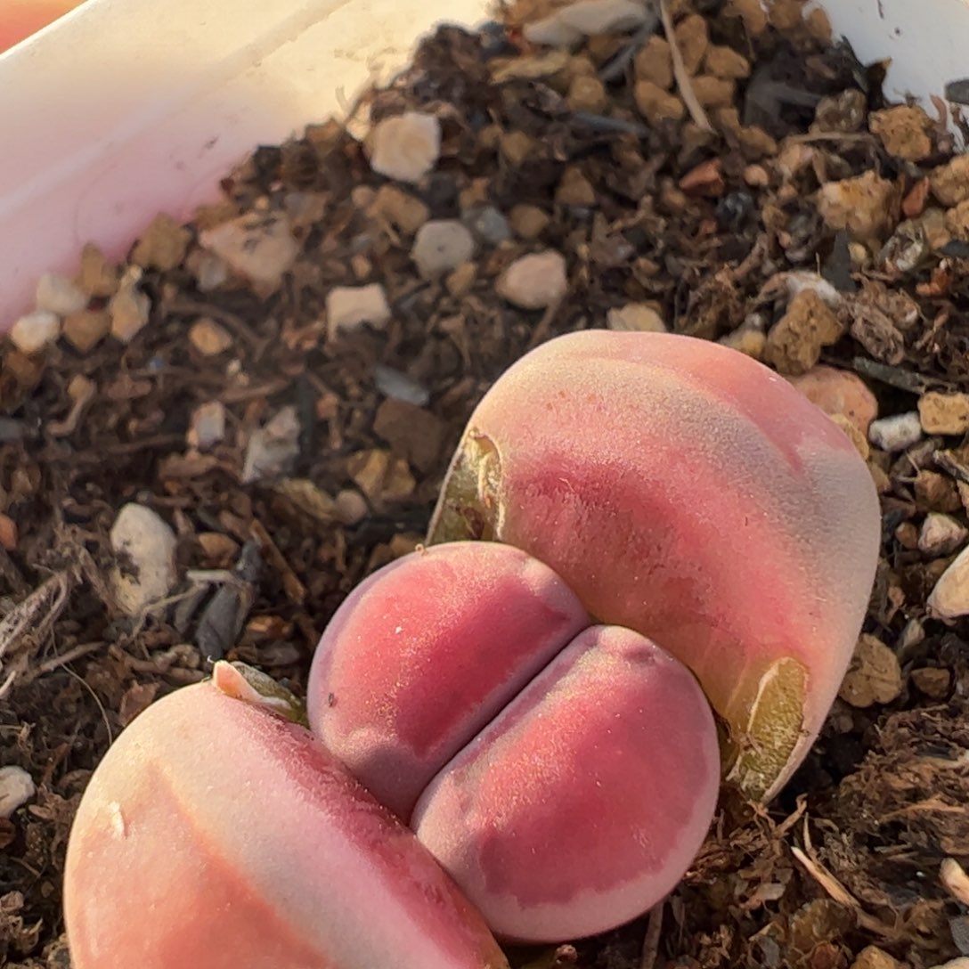 紫饼干多肉植物百科