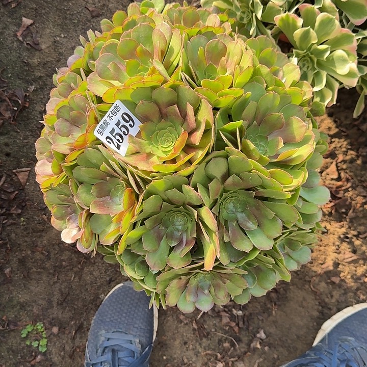 18-46法师万圣节2559