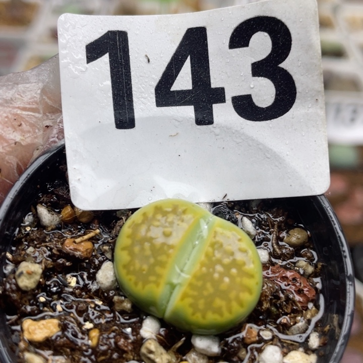 143黄巴厘母本带盆