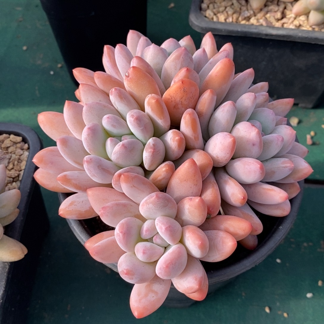 自然群香水，1234567891