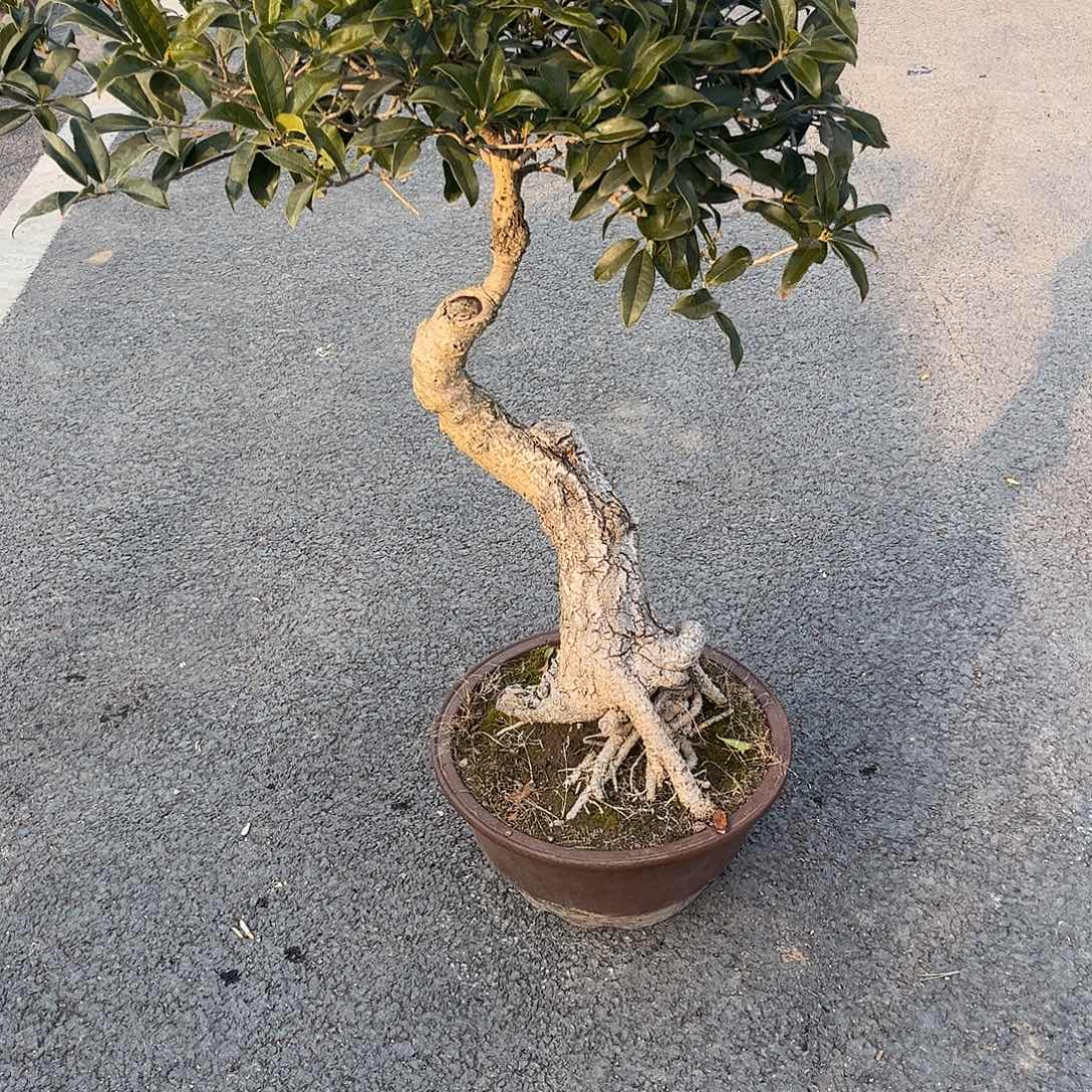 王***无花朵老桩盆景，桂花盆景。