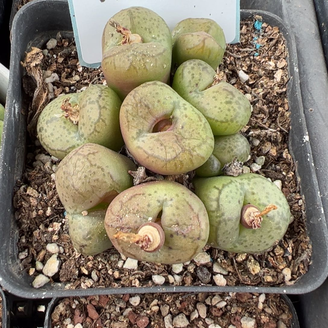 3-03肉锥多肉植物，