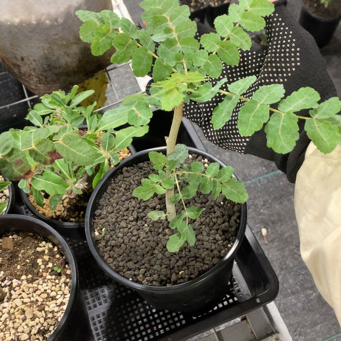 甲***迪奥斯乳香蓝叶扦插带盆