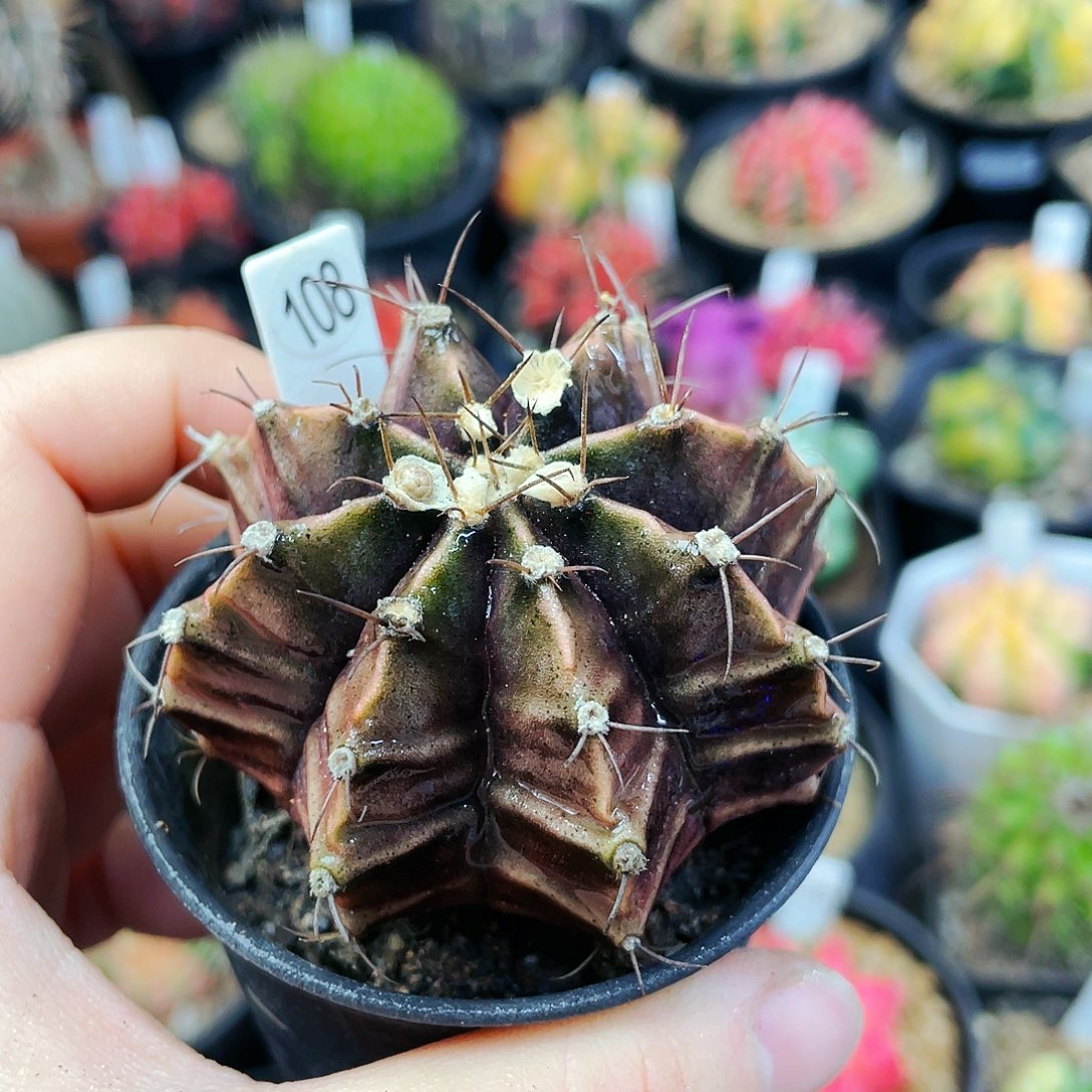 非偏远地区满25包邮仙人球