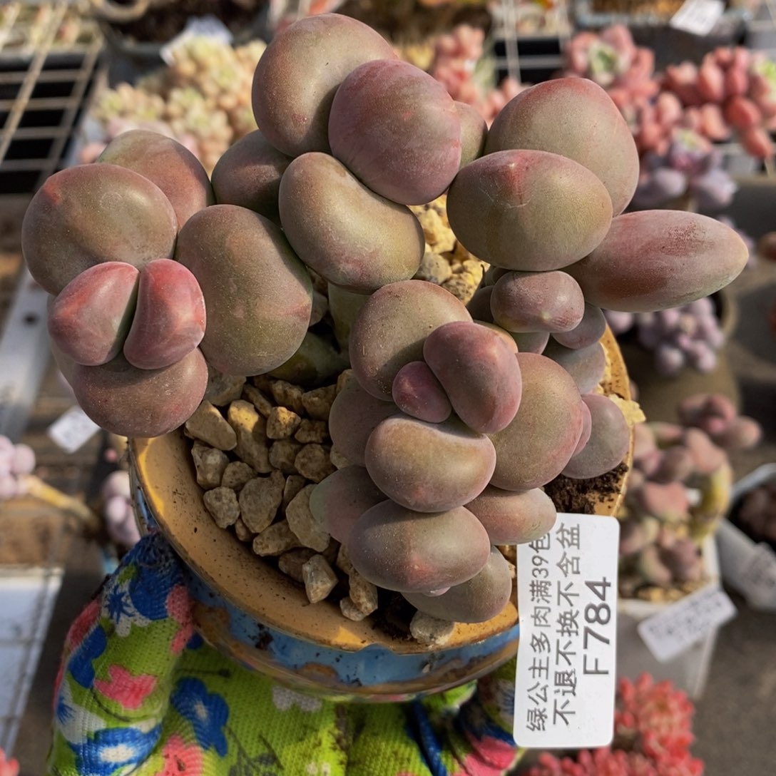 芒果奶酪784/8c m