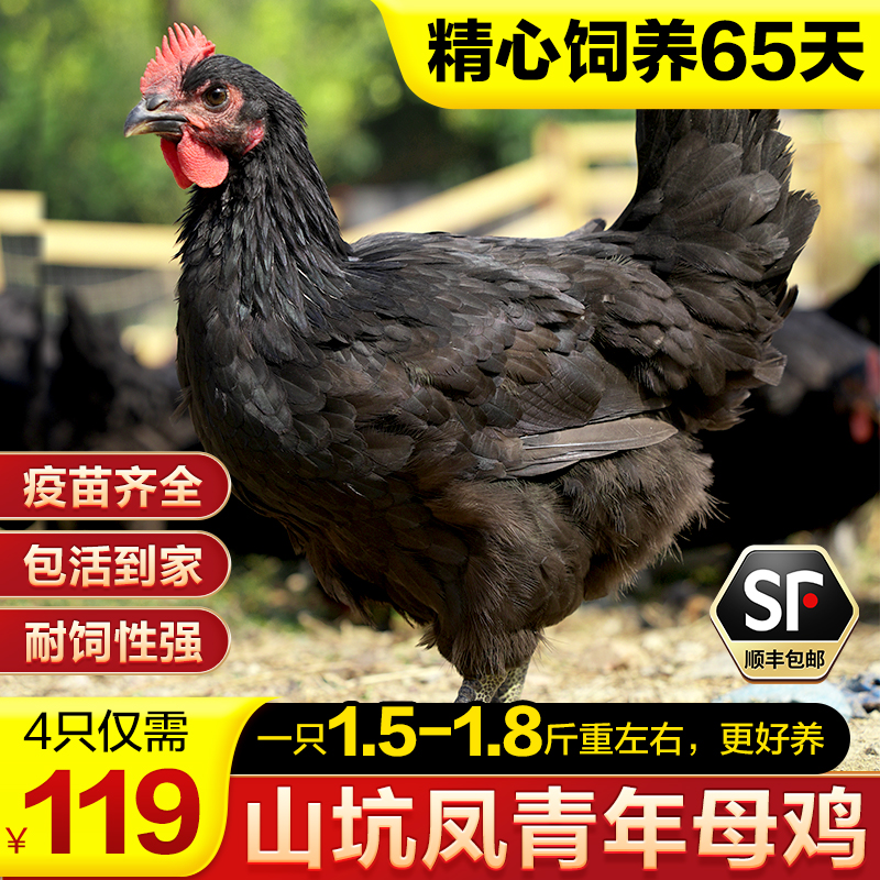 【W直播专享 1只1.5-1.8斤左右】青年山坑凤黑母鸡 好养活 下蛋多a