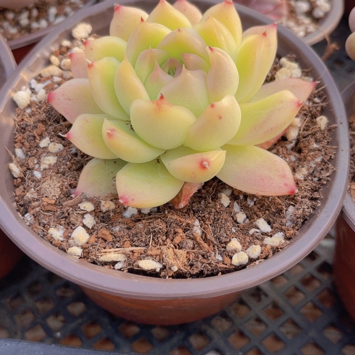 68透透的黄多肉植物