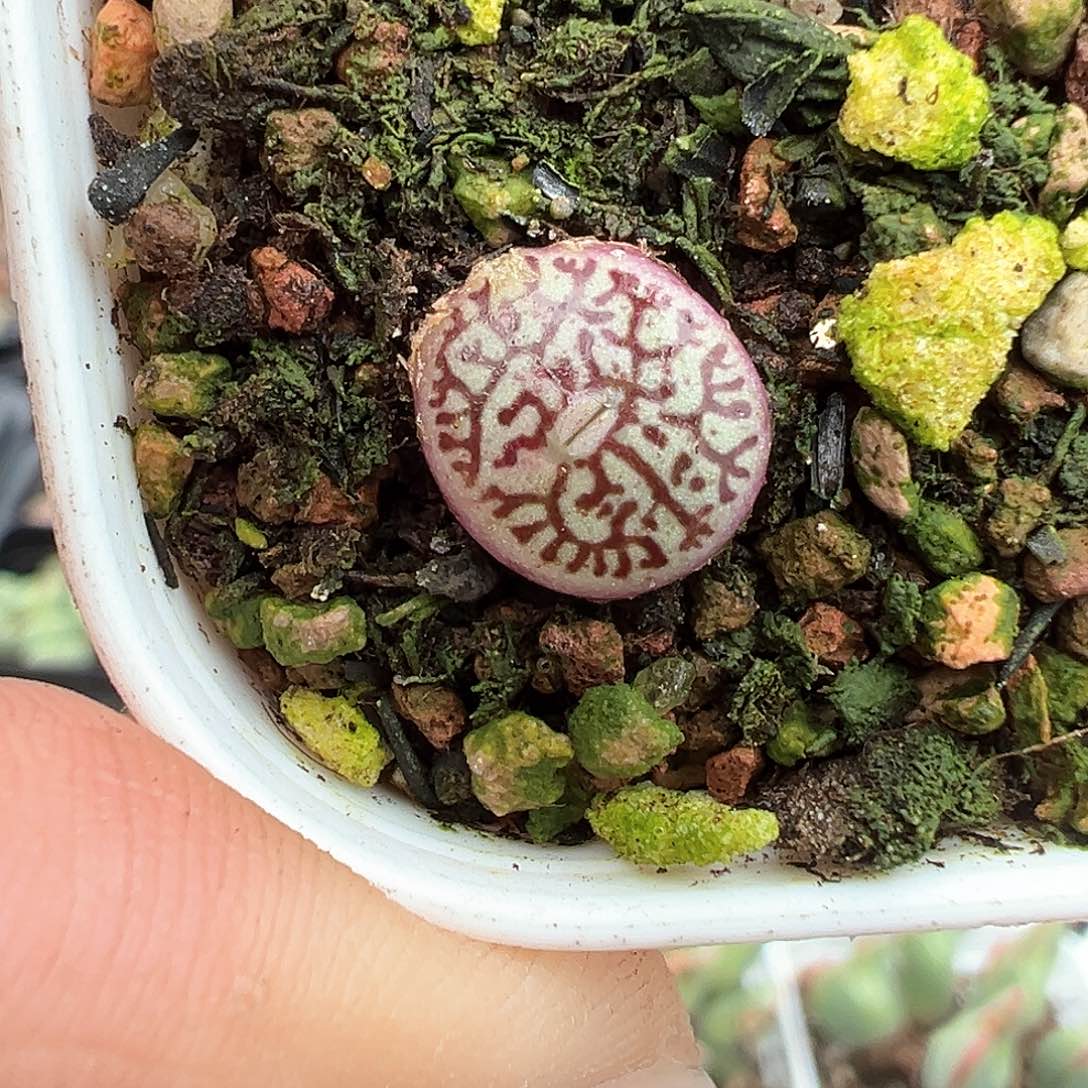 实生唐草墨 多肉肉锥