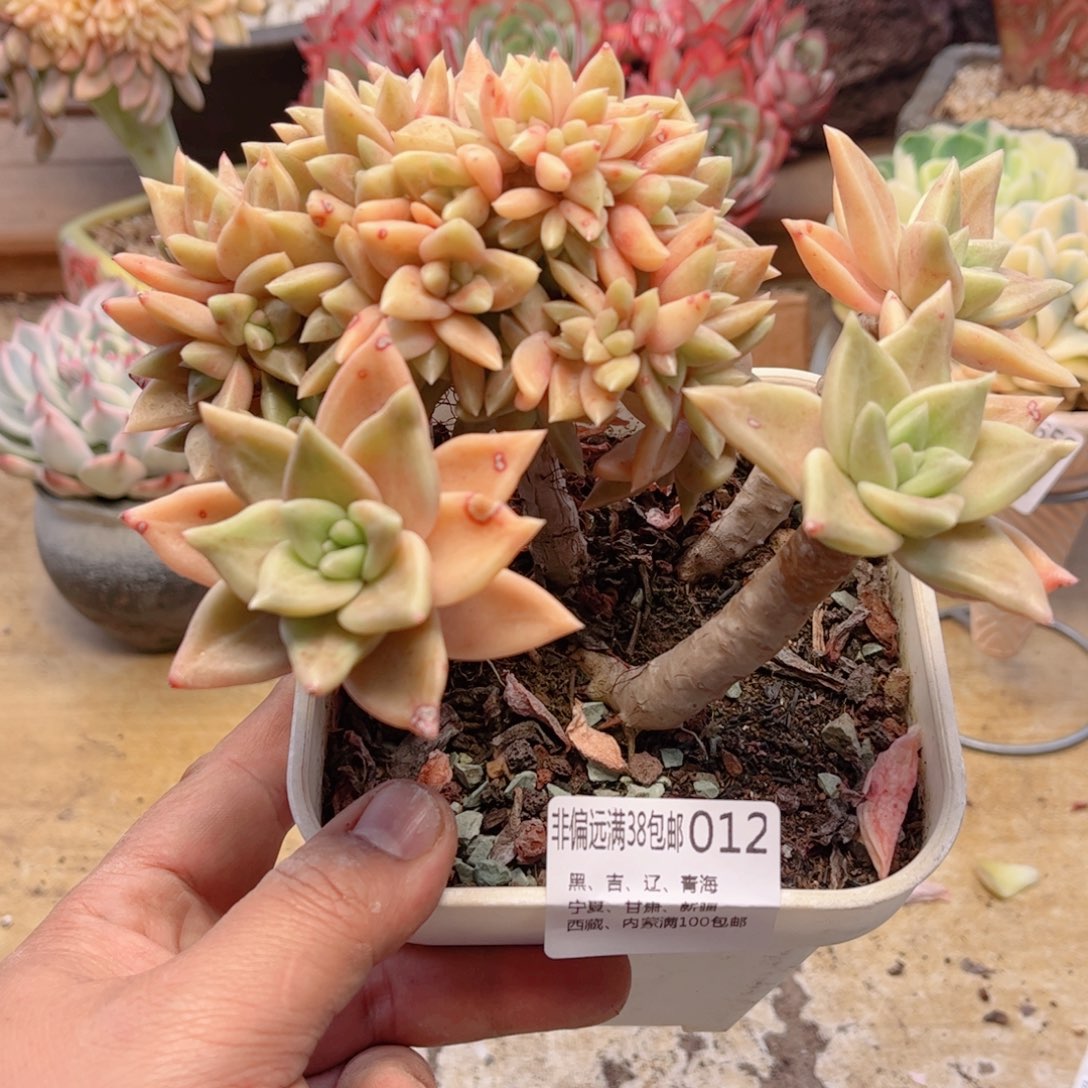 012黄金表丽娜缀德华多肉