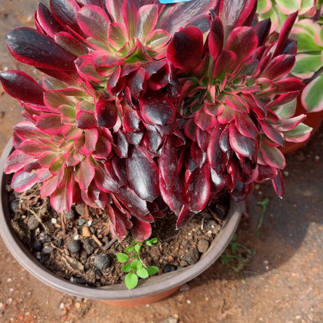 多肉植物816美杜莎