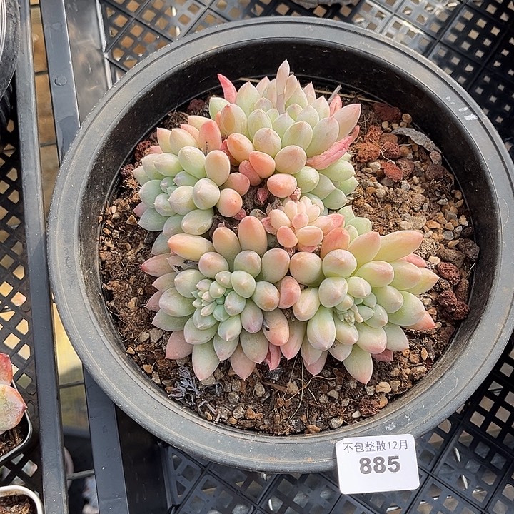 阿雅园艺。     885奶糖