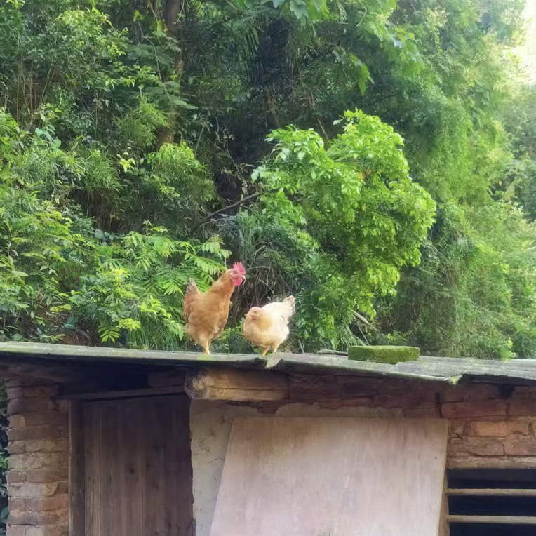 福建 宠物鸡 散养正宗河田鸡  顺丰包邮 公鸡2只 