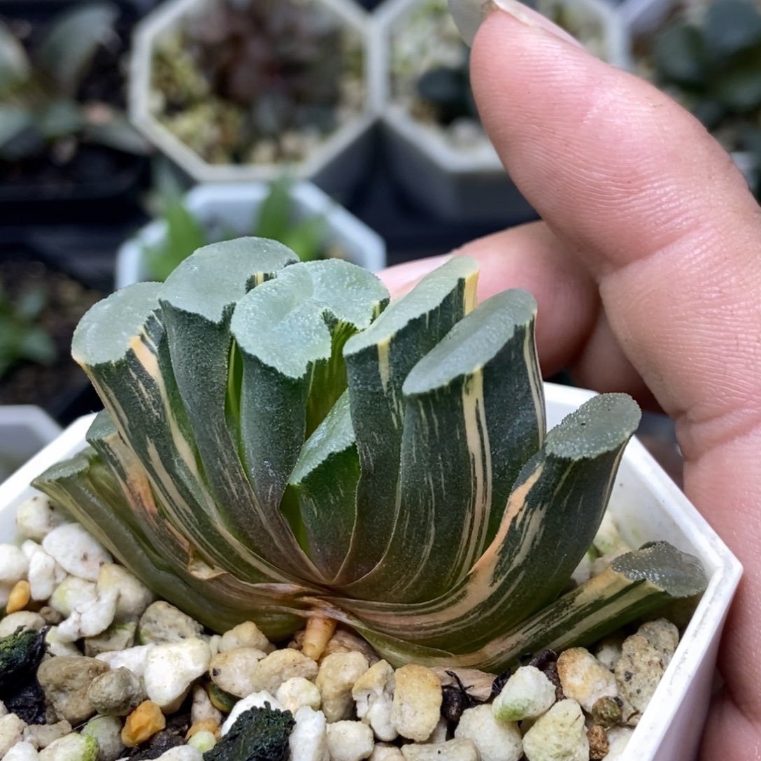 特价白瓷锦一物一拍