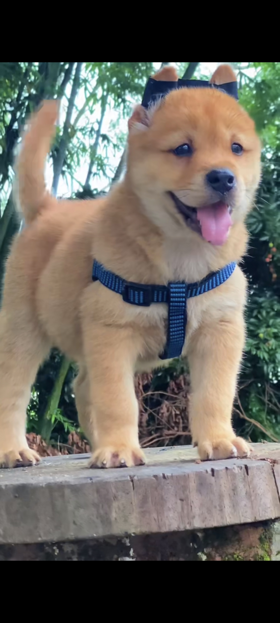 广西阿烽 中华田园犬 五黑犬等活体