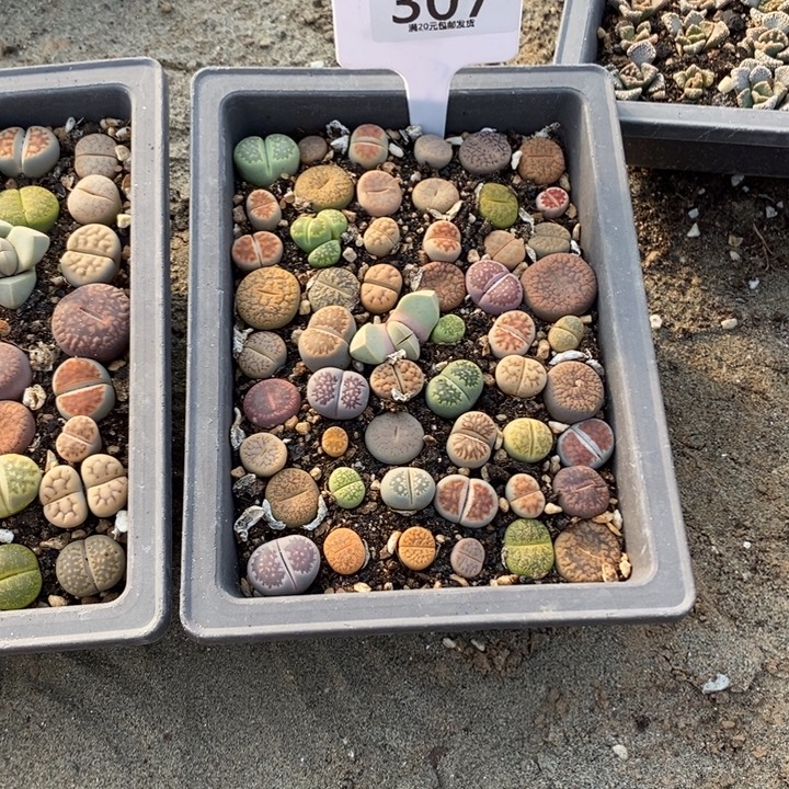 亿***翡生石花等植物的生长307