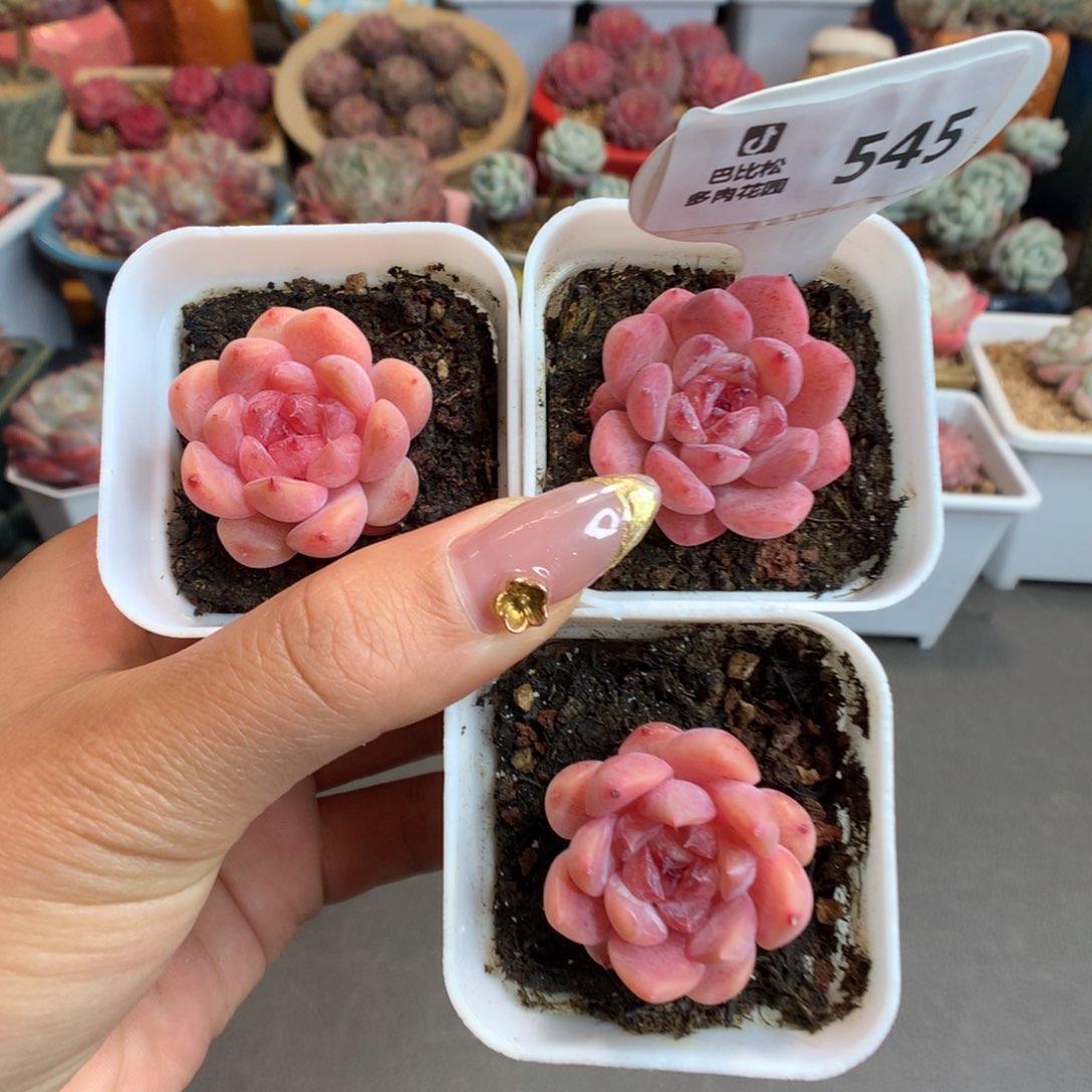 545三颗糖心小脸冰多肉植物