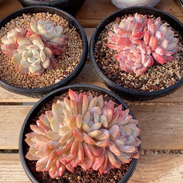 梦露3颗 打包福利