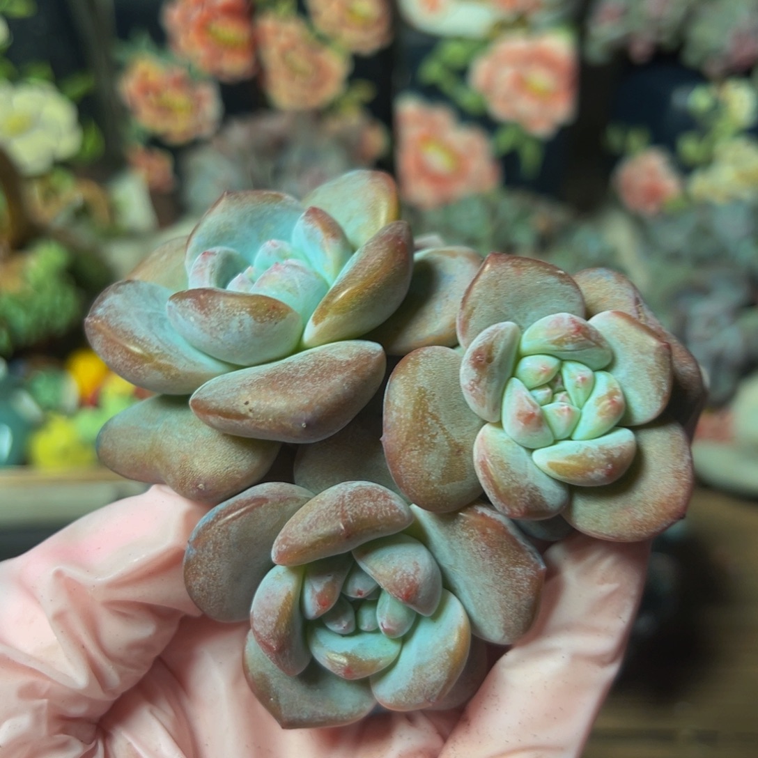 星影星影 星影星影 星影星影