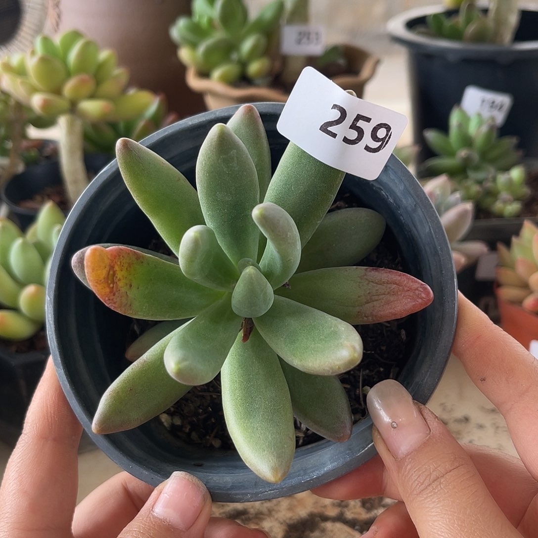 烟花。 259。 111111111