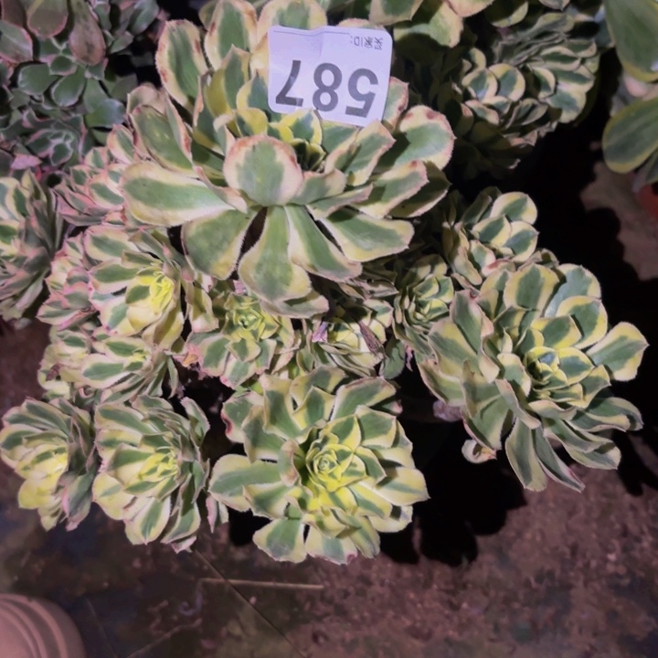 587白兰地多肉植物