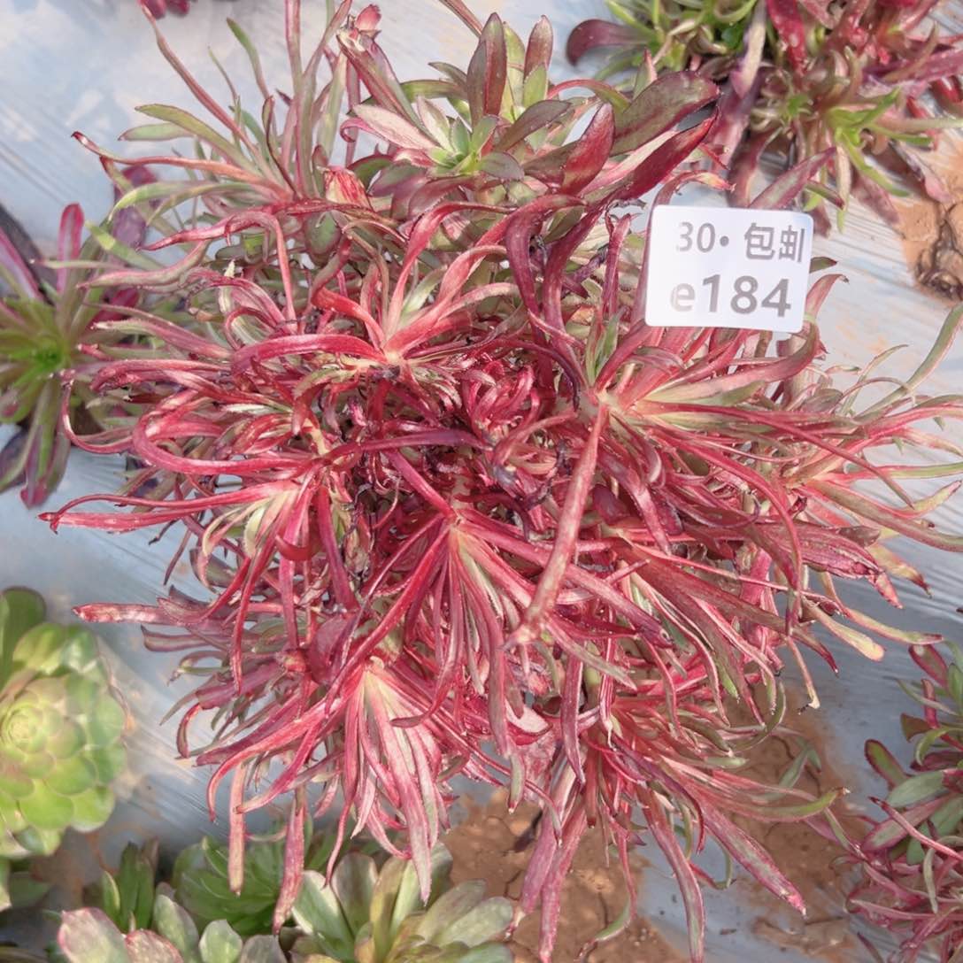 184鱿鱼丝多肉法师