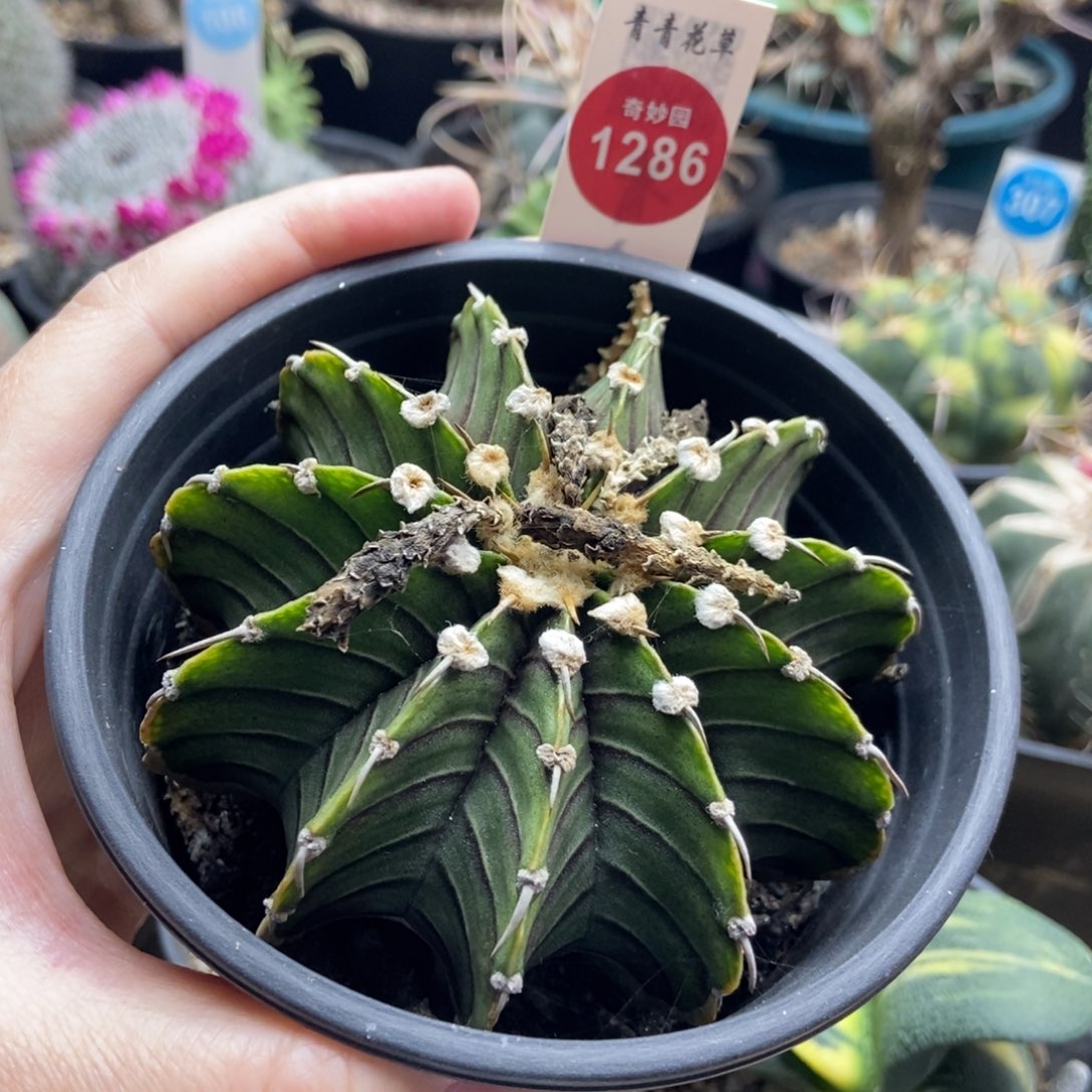 单刺肋骨牡丹一颗仙人球8.5cm