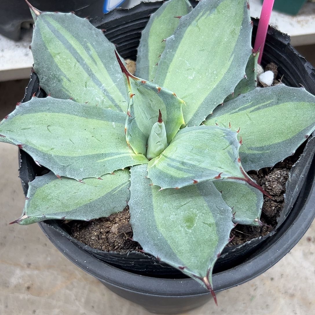 虚空藏浅中斑一物一拍偏远不包邮不退不换