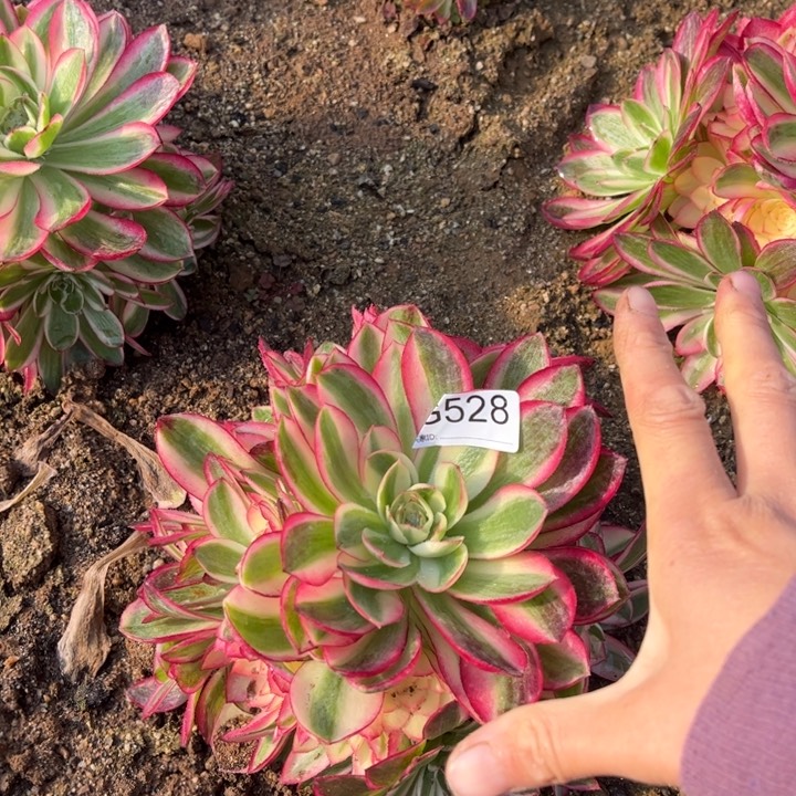 528荔枝多肉植物