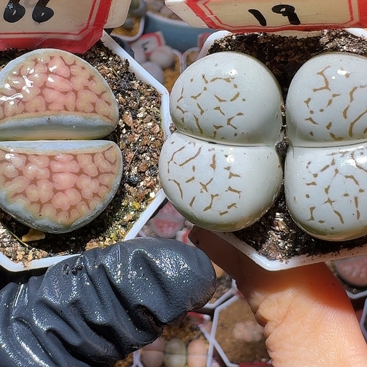 海***鸥生石花3:：。在。22号