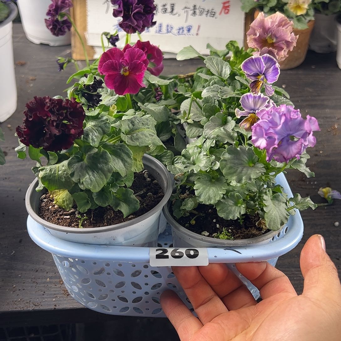 大部分花苞少量开放260号