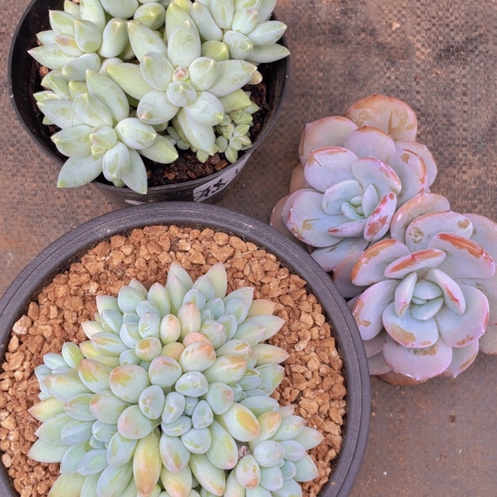 猫****猫猫姐多肉链接的