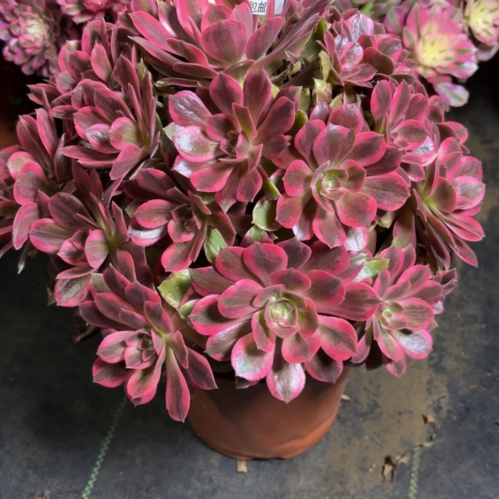 瑞妈，，，。。386浣纱，