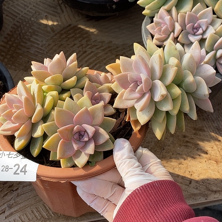 小七夕多肉紫雾24