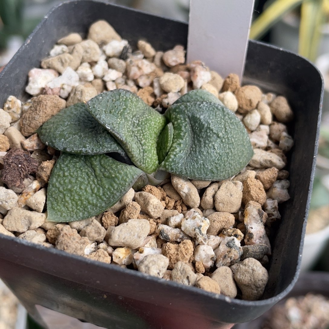 921号脱土发货111