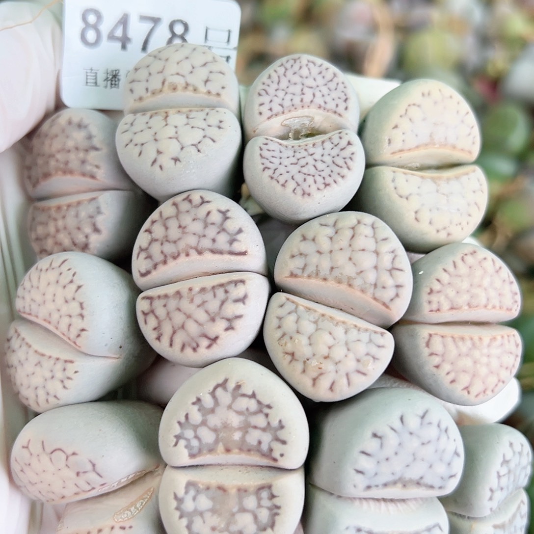 8478 好养易活生石花大母本12个2.5-3cm