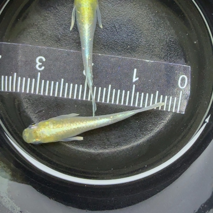 青鳉鱼帝姬7号青鳉