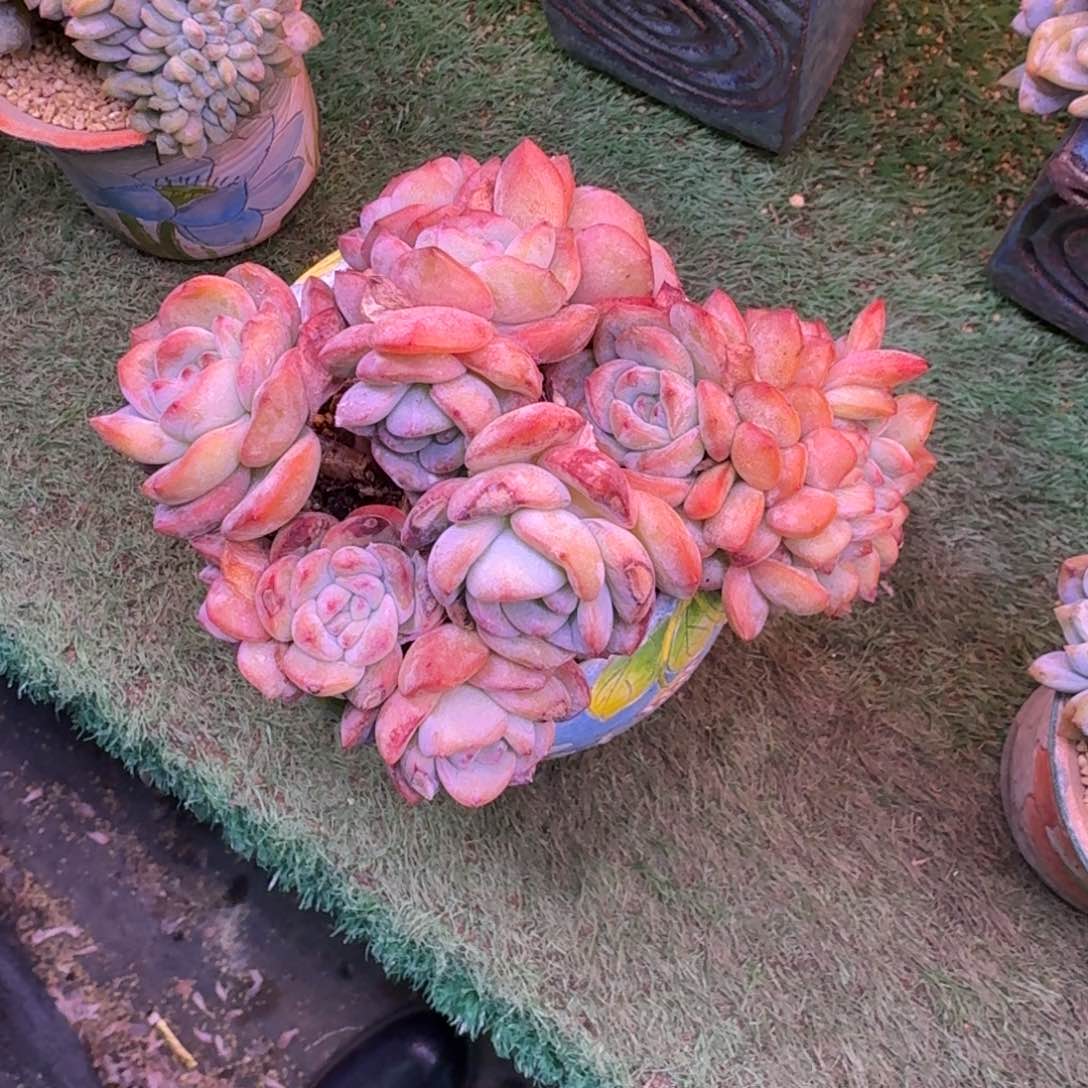全明星缀化无砍多肉