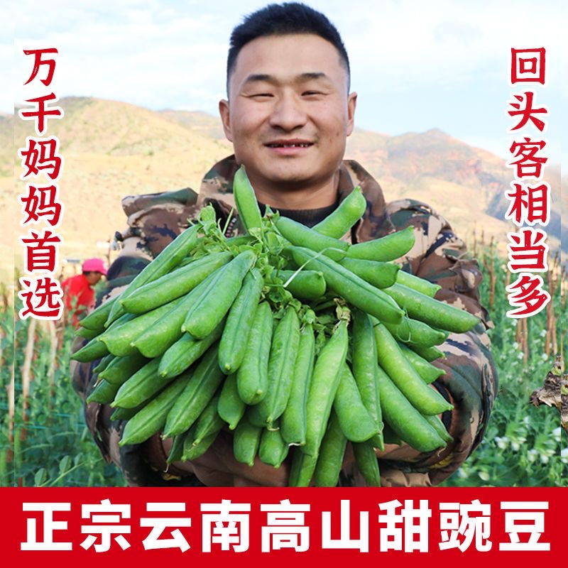 云南高山新鲜带壳甜豌豆现摘现发应季蔬菜豌豆