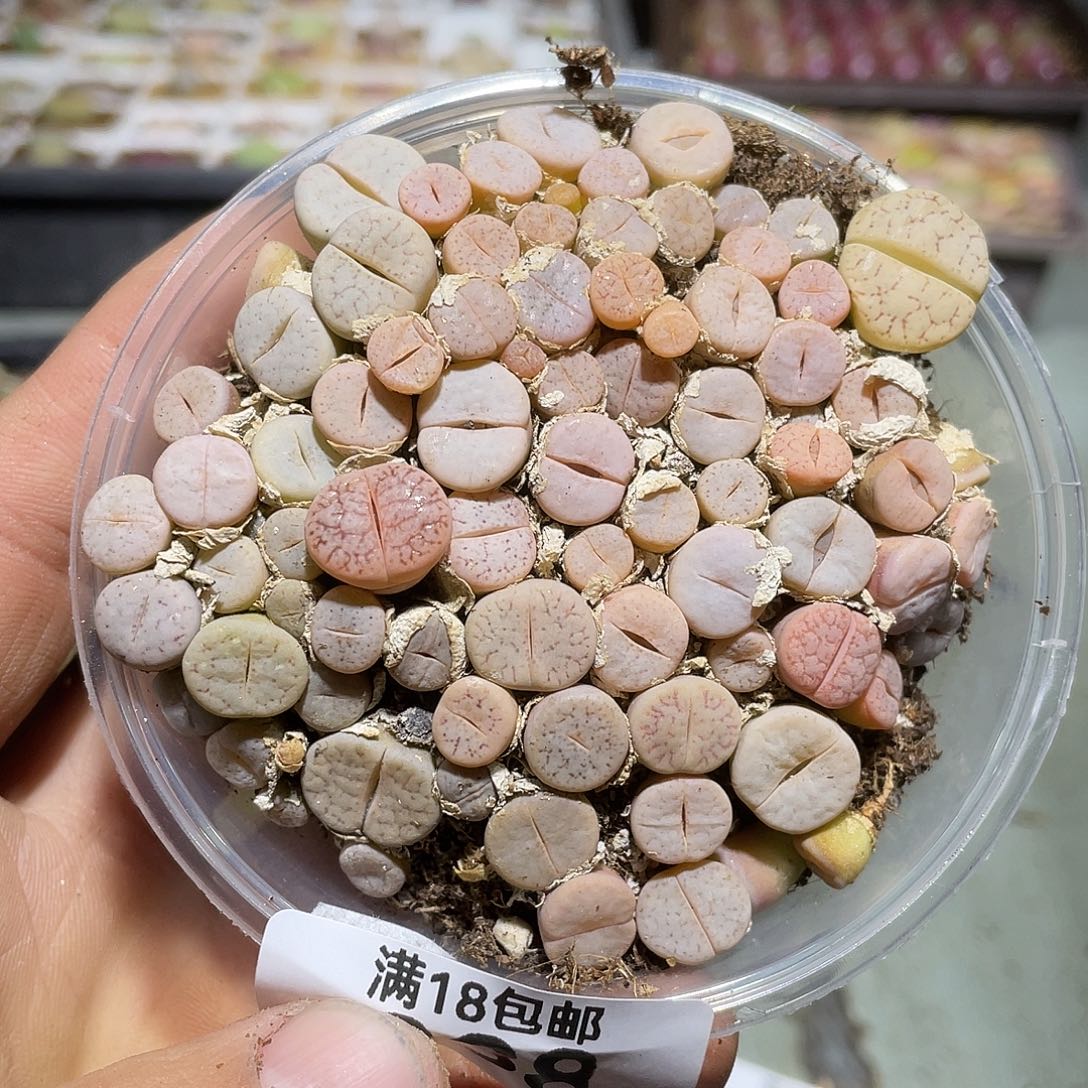 838当天凑满十八元包邮生石花