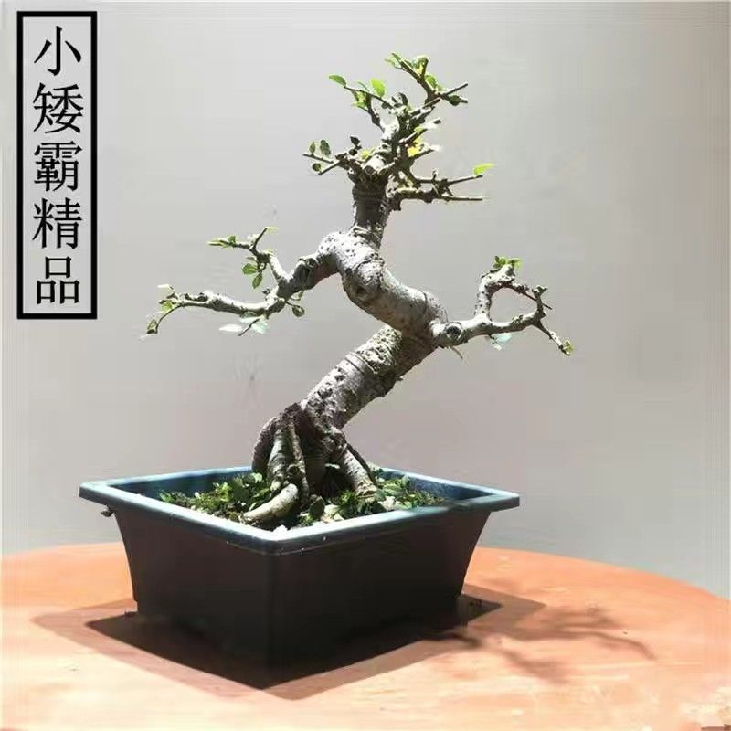 正宗小叶榆树室内客厅庭院绿植四季常绿好养活盆景榆树老桩特大号