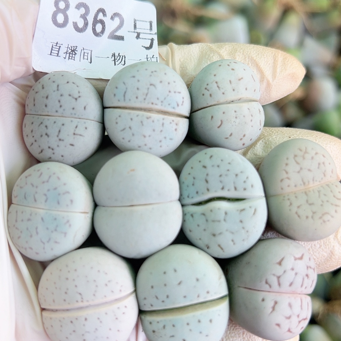 8362 好养易活生石花大母本10个2cm左右
