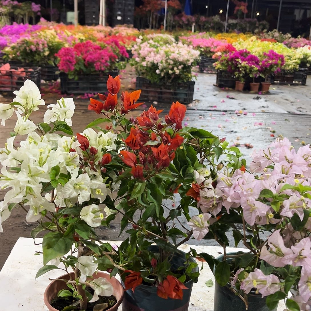 大部分花苞少量开放白雪，红桑巴，苹果花