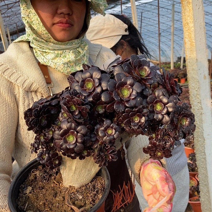 258欧紫缀化朵朵老桩