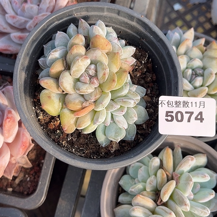 阿雅园艺。      5074