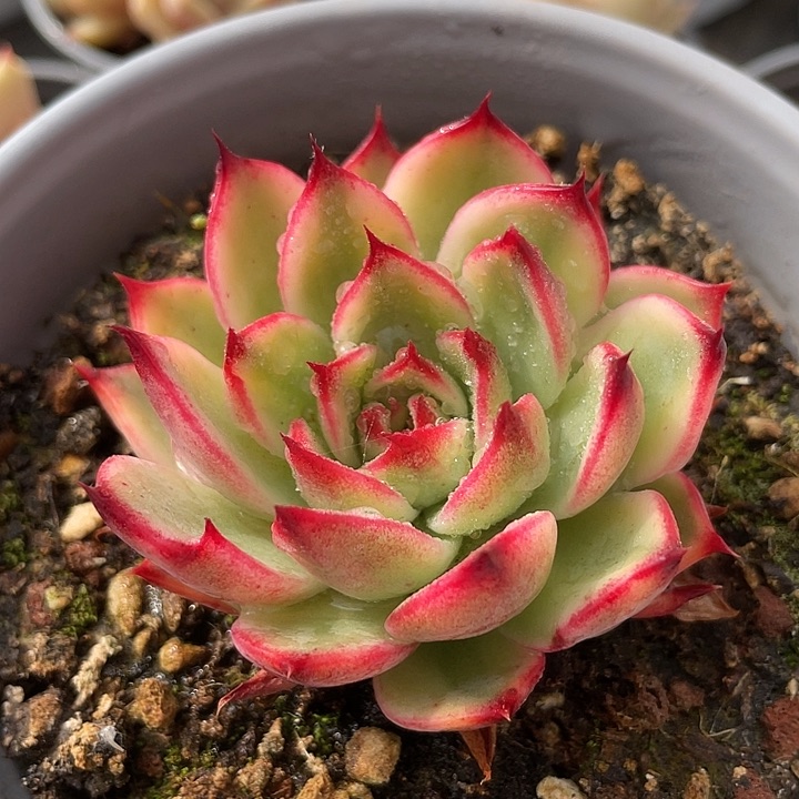 桃花锦。 锦龙多肉园艺