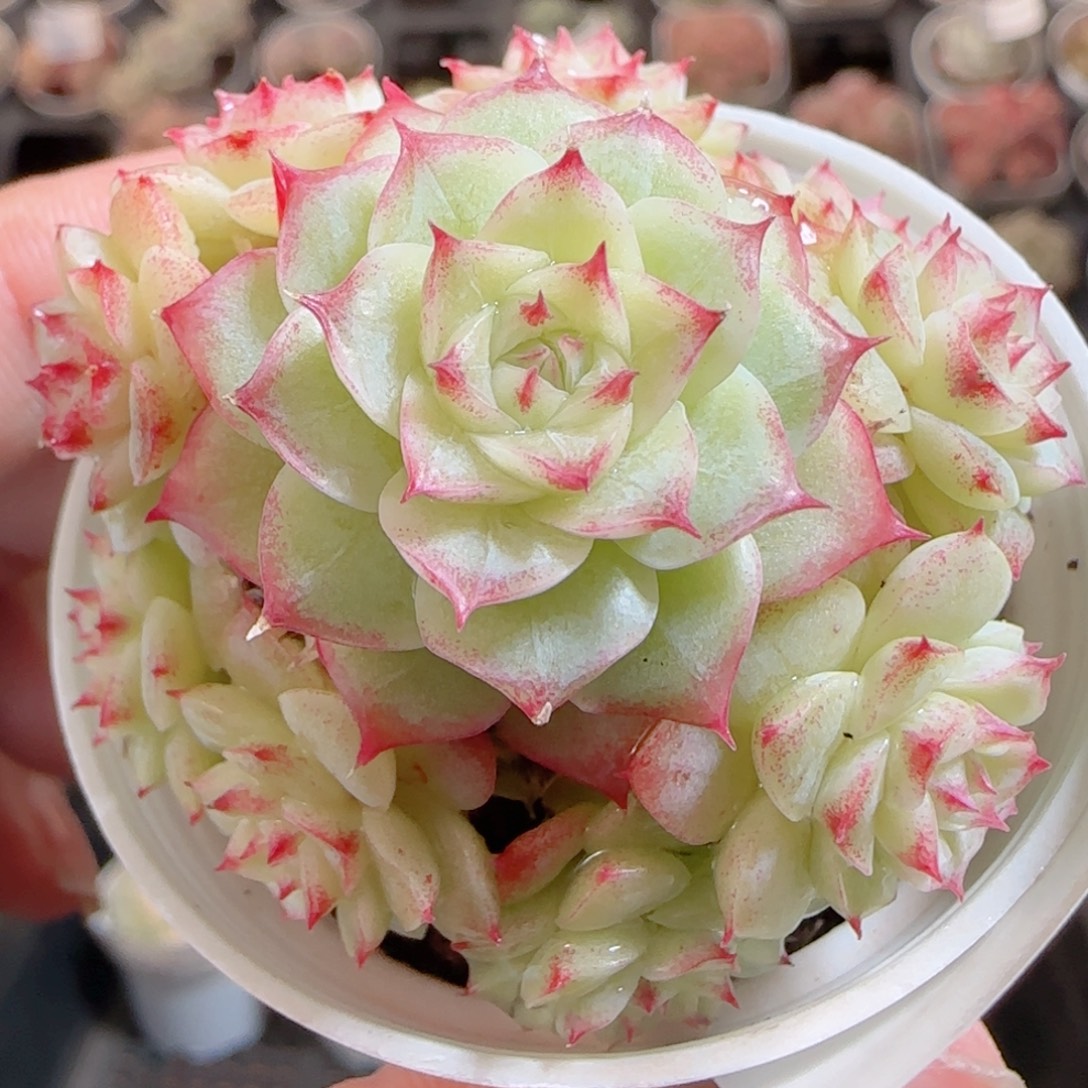 花语多肉0102-102散