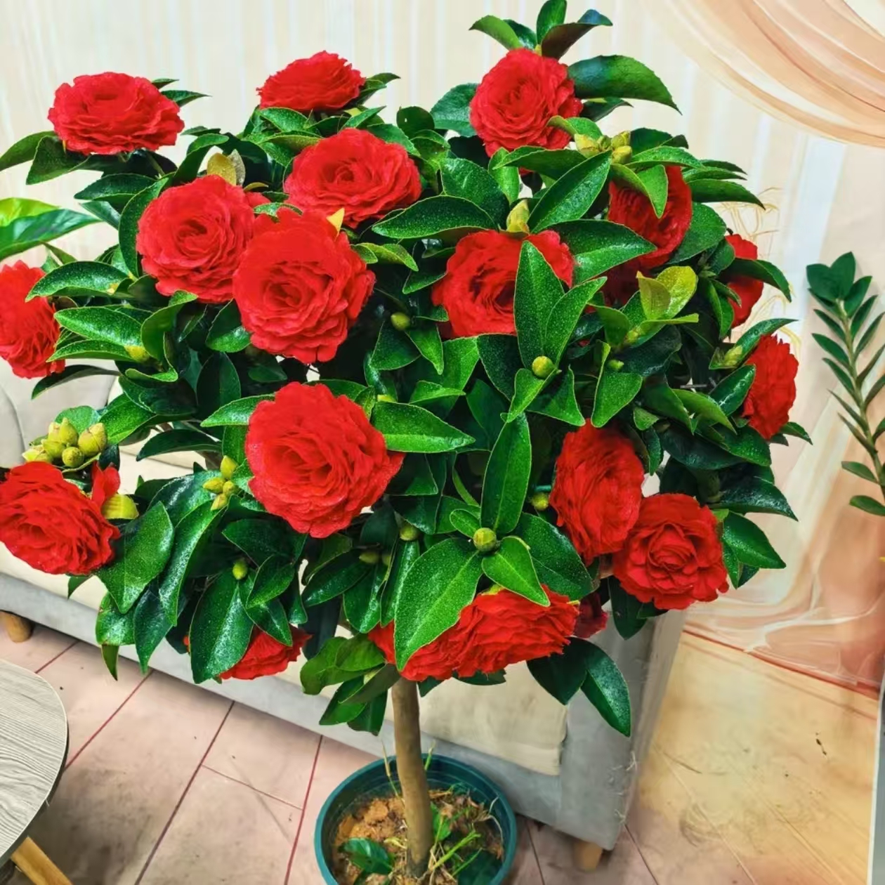 红色夏日七星茶花带花苞发货 80-1米高 原杯土发货